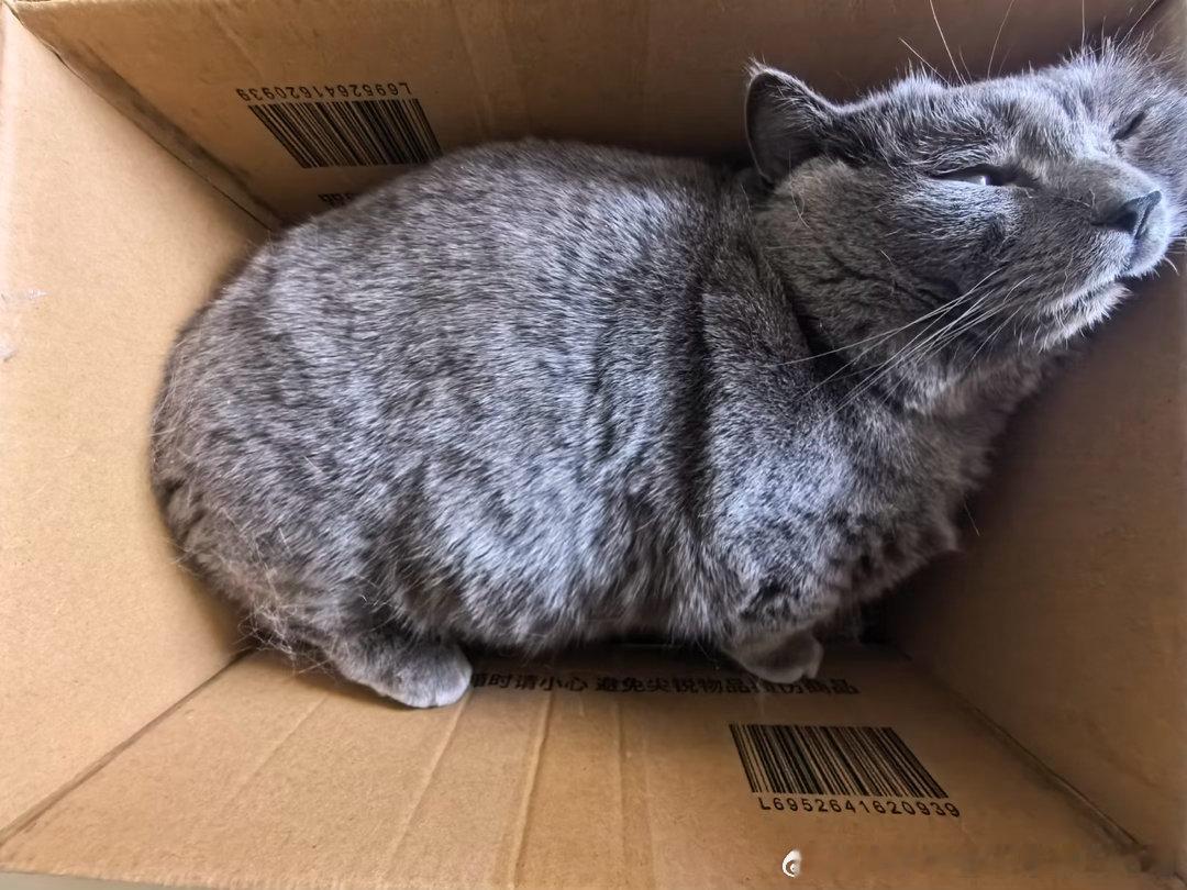 50810【丑猫】横着更好 