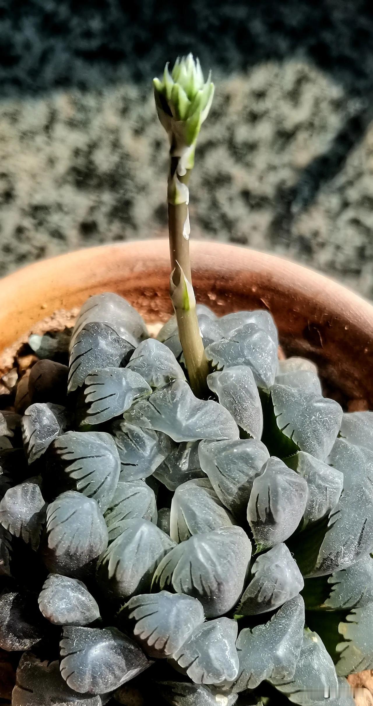 #护苗有我2024#（首发原创）
家里的冰露要开花了
#记录所见花朵# #秋季花