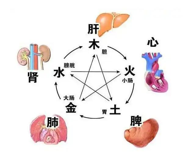 肾绝——牙齿长，脾绝——人中平，肺绝——皮毛脱，肝绝——舌卷缩！教你一招，统统改