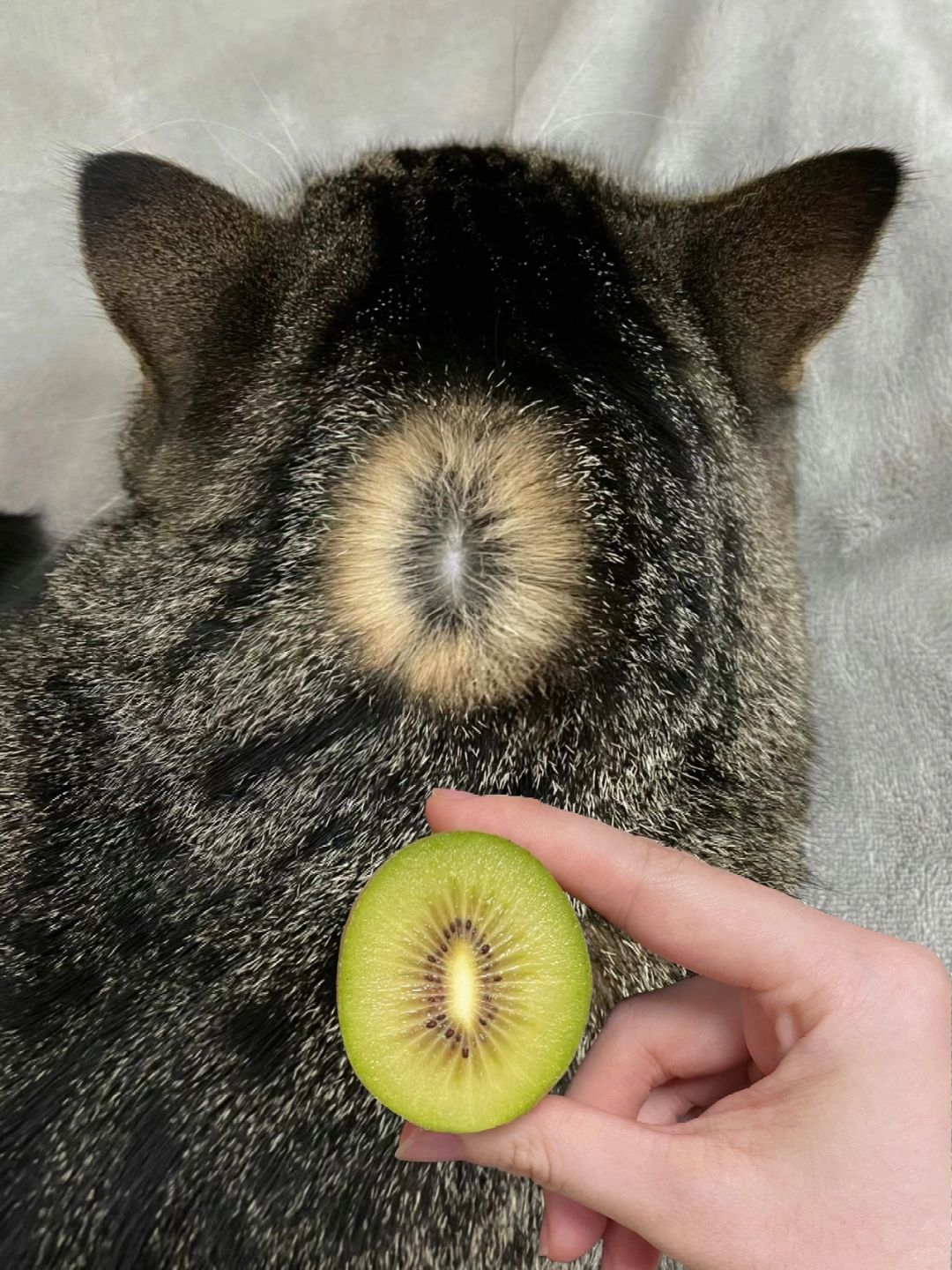大家帮看看，我家猫产的猕猴桃咋样？🥝