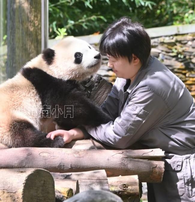 家美崽小妹妹坐在木架上，李奶妈陪着它玩，给它检查检查手掌脚掌，拍拍它身上的尘土，
