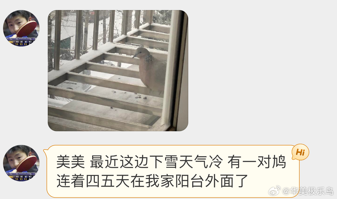 #鸟粉投稿# 窗外的【珠颈斑鸠】咕咕被冻得缩着脖子 报团取暖 ​​​