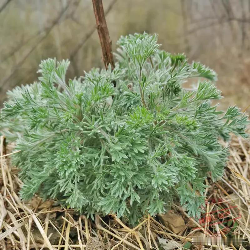 春分
春分：自然的律动与生命的滋养
 
“仲春初四日，春色正中分。绿野徘徊月，晴
