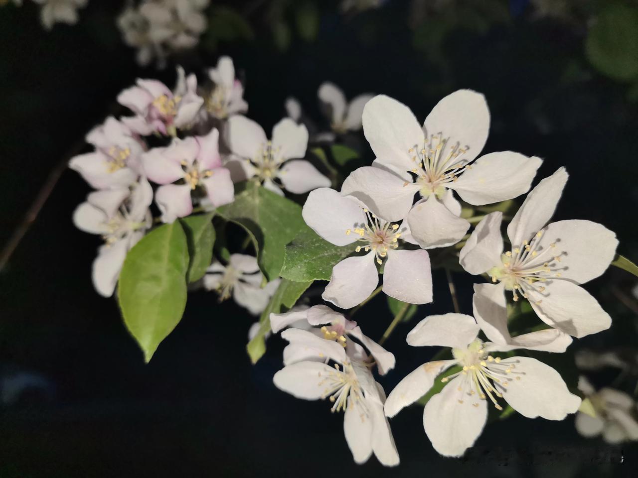 发一张你相册最近拍的花