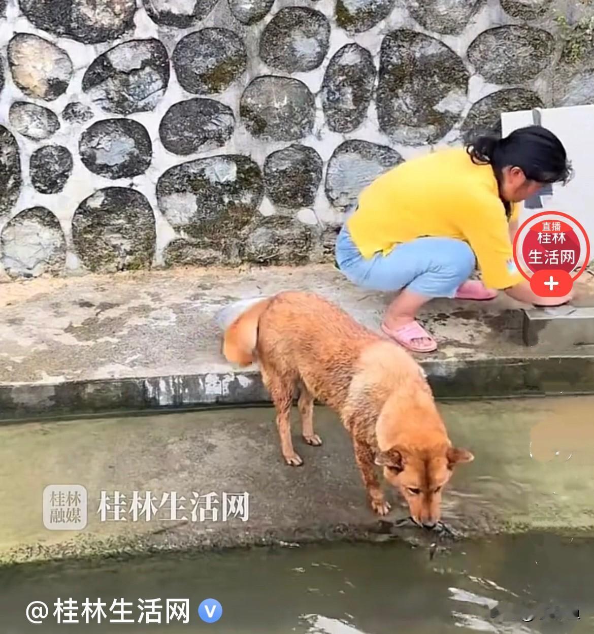 近日，湖南一女子端着盆来到河边，
盆里有一条活蹦乱跳的鱼，女子放下盆后就蹲在岸边