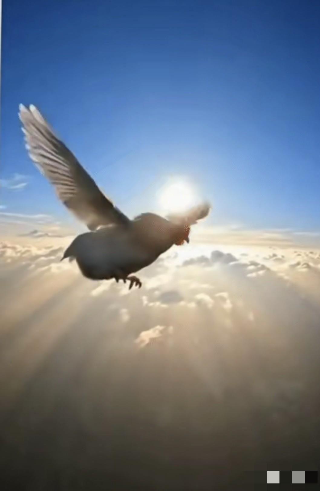 那只母鸡要是有思想，准得骂人。

老外从千米高空把它扔出机舱，它死命扑腾翅膀。镜