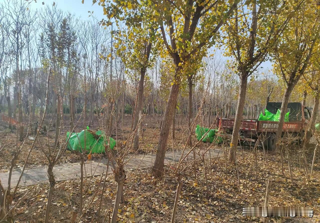 关于环卫工人清理树池子里的树叶，从根本上讲，就是为了防止刮风时，把树叶刮到大街上