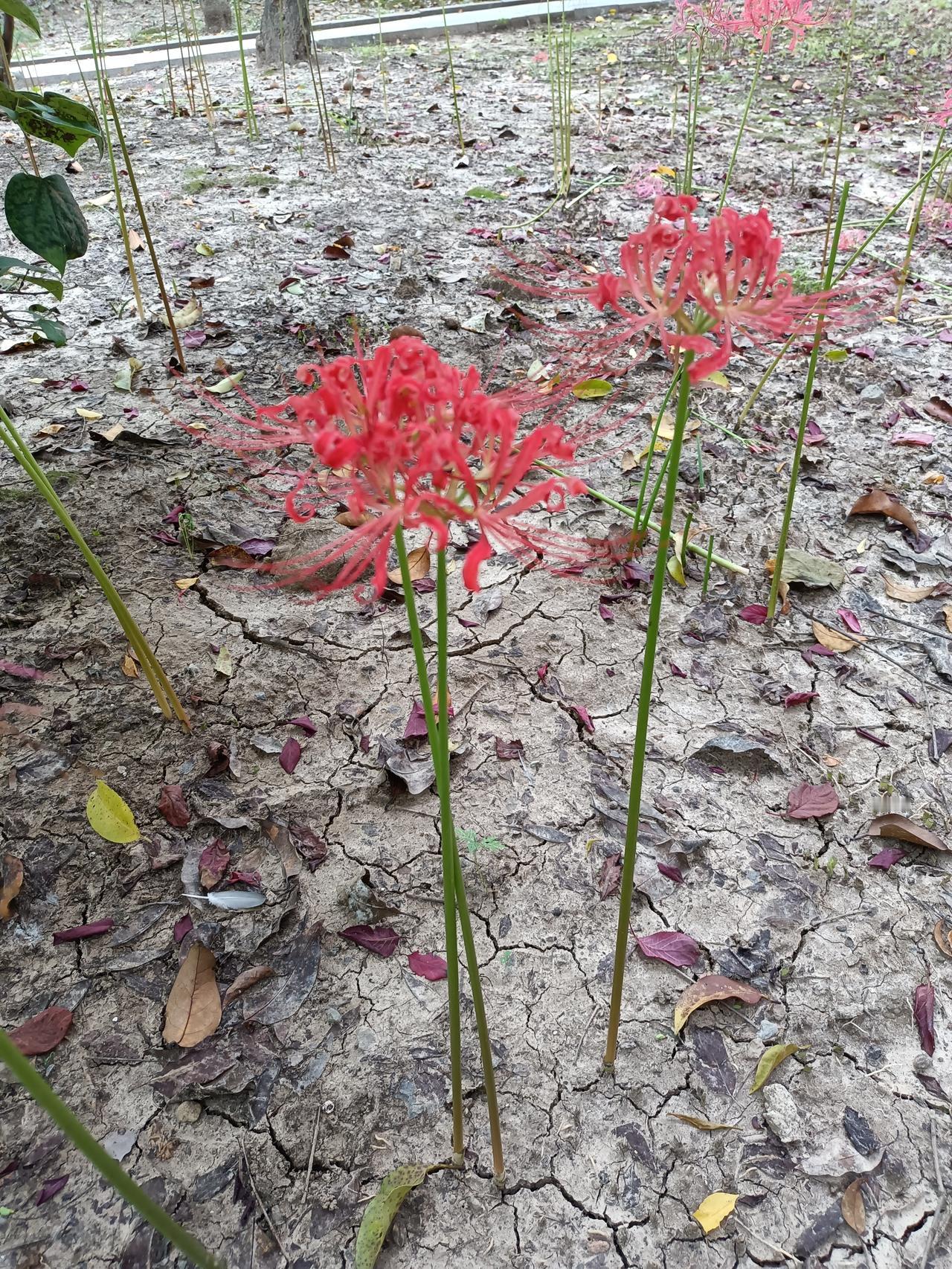 彼岸花，在公园里拍的，花瓣红得像燃烧的火焰，在微风中轻轻颤动。彼岸花名字听起来有