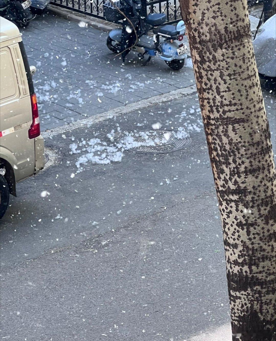 官方回应为什么不能把杨柳树都砍了四月飞雪让不让人活了？ 