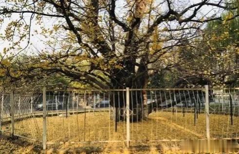 #秋之童话# 在银杏叶黄了的时候做了一个梦,或是在回忆中穿行,那温暖的金色一晃而