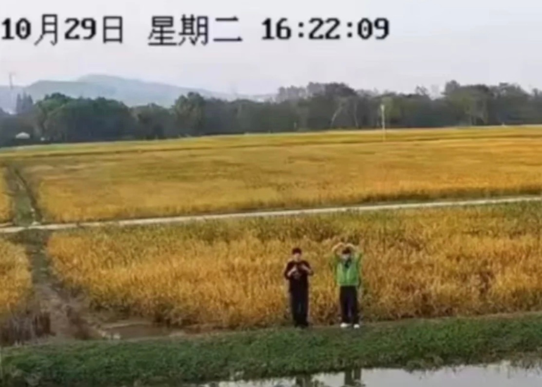 稻子熟了 也就回家了🌾#十个勤天收水稻# ​​​