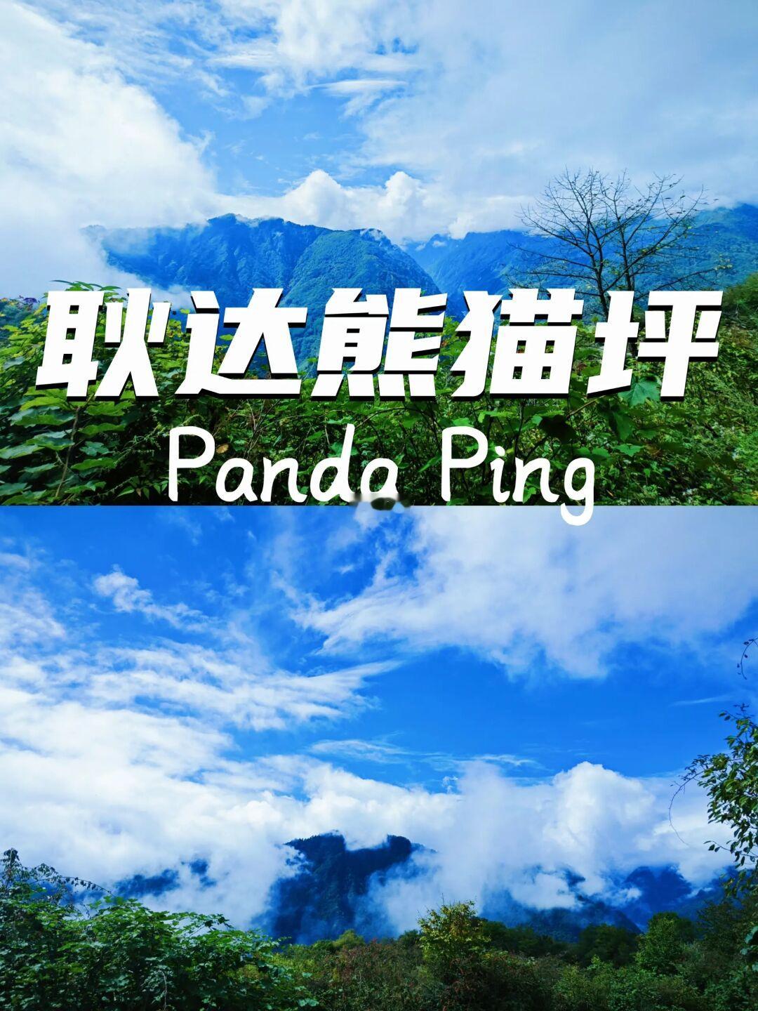 熊猫坪｜高山草甸的别样风光