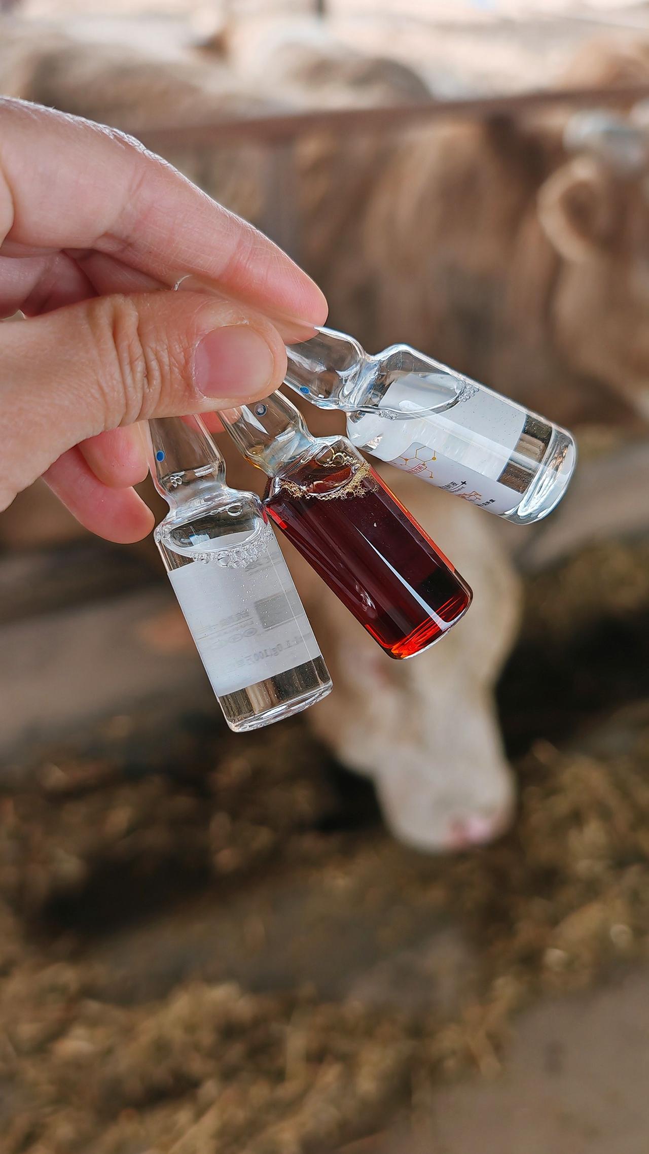 养羊人 农村养羊 牛羊养殖