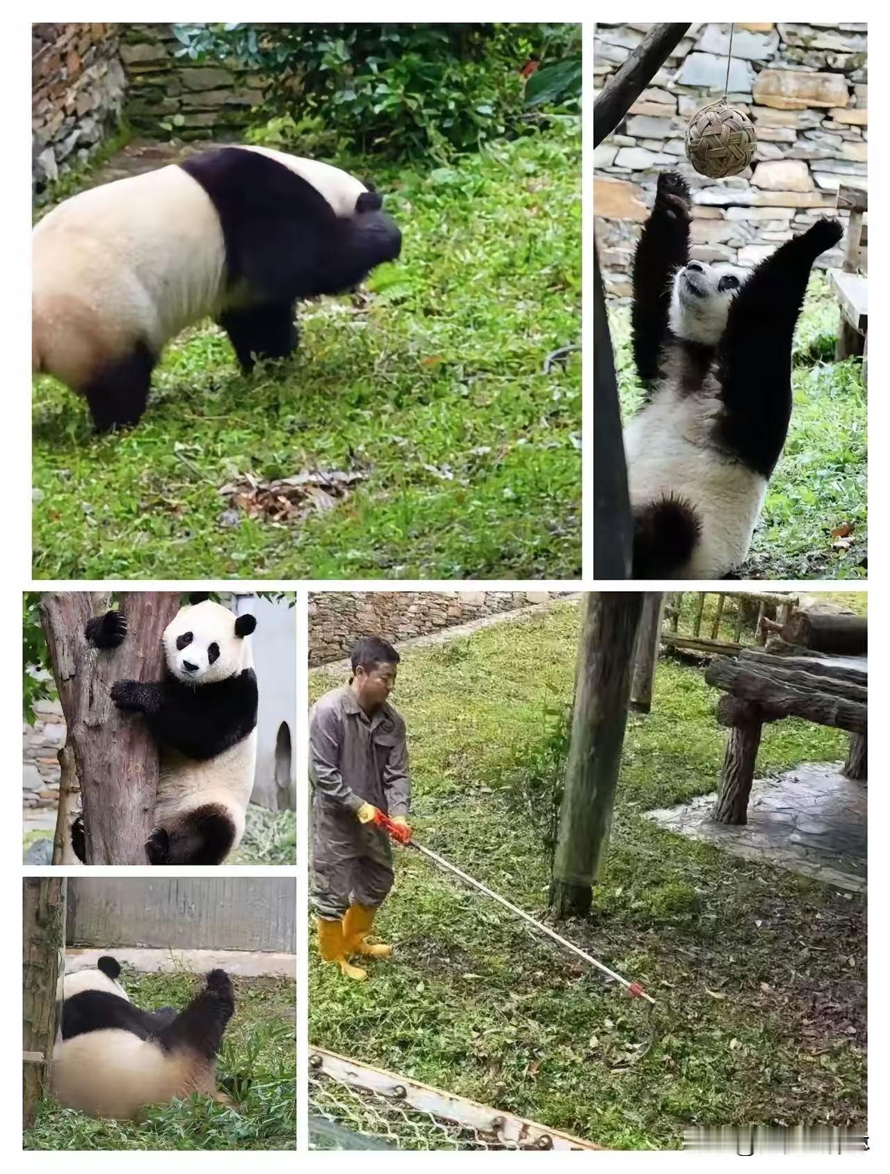 福宝遇蛇这事，
专门查完后我反而不那么慌了，
福宝院子里那条蛇，
还真不是凭空冒
