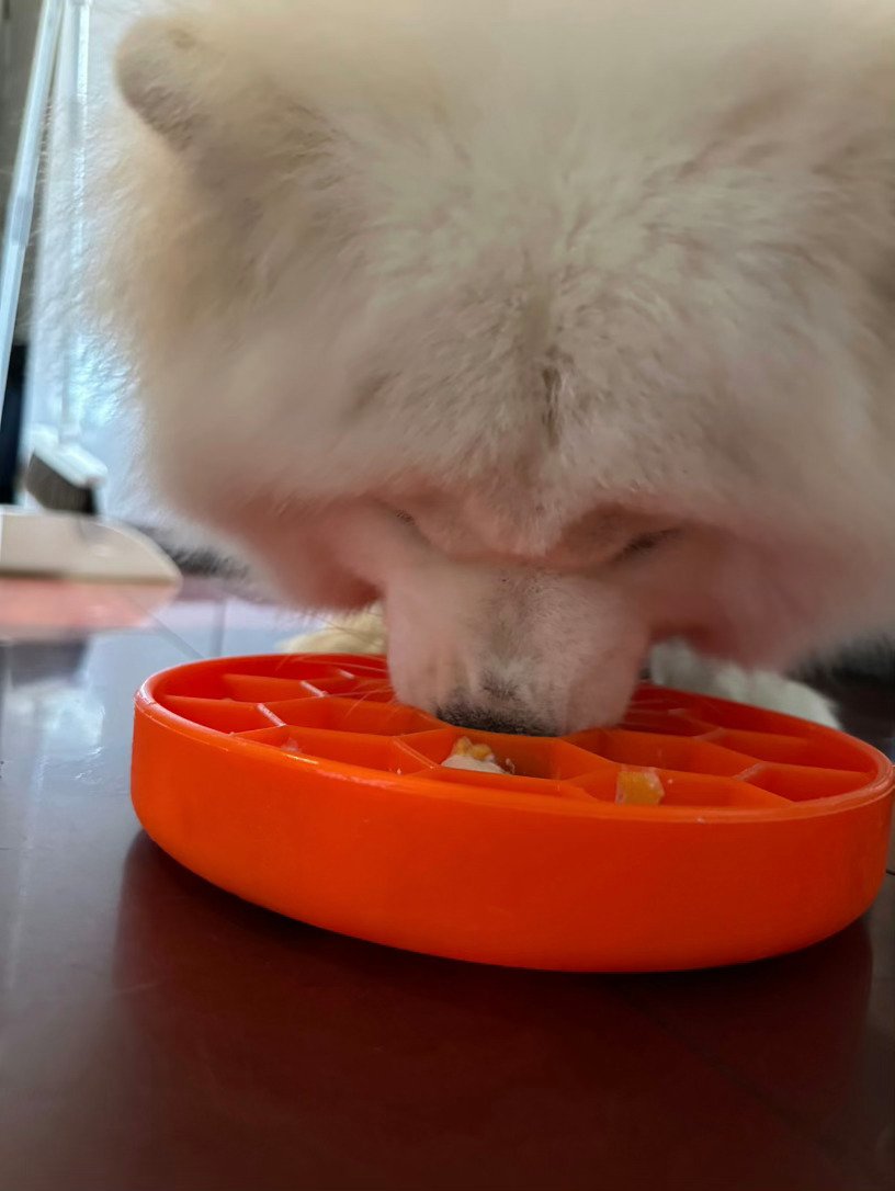 真不是猪…… 