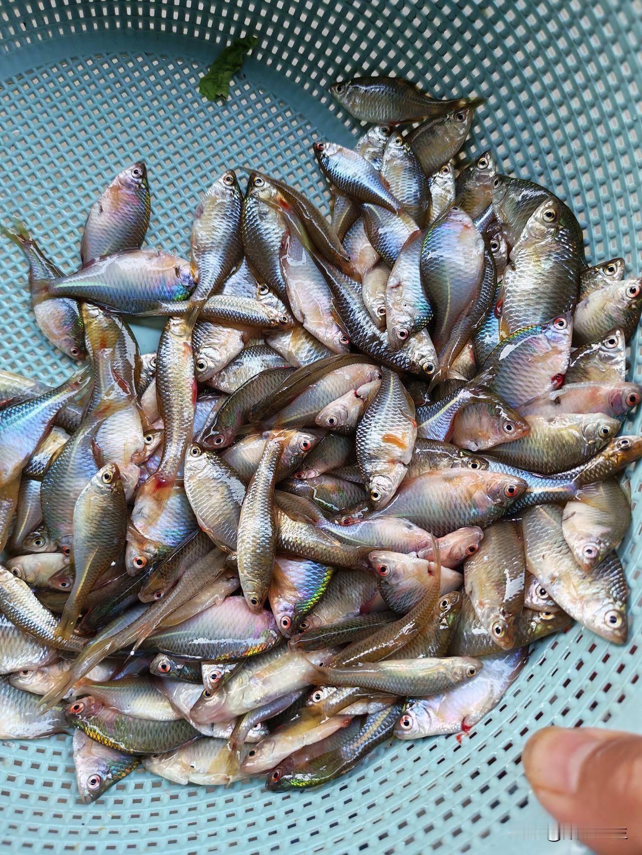 就是这种鱼，在我们农村拿来喂鸡喂鸭的，但是现在想吃都难了，这种鱼虽然很苦，但是味