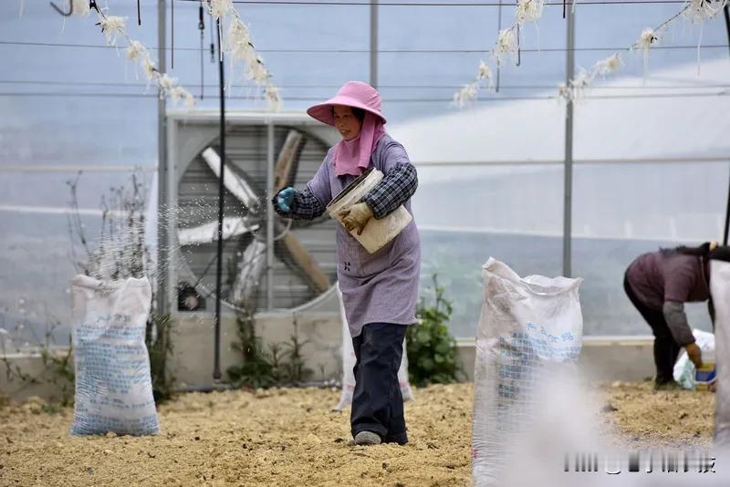 有机肥价格越高越好吗?
在农业生产中，有机肥扮演着提升土壤肥力、改善作物品质的关