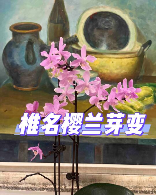 少量椎名樱兰芽变