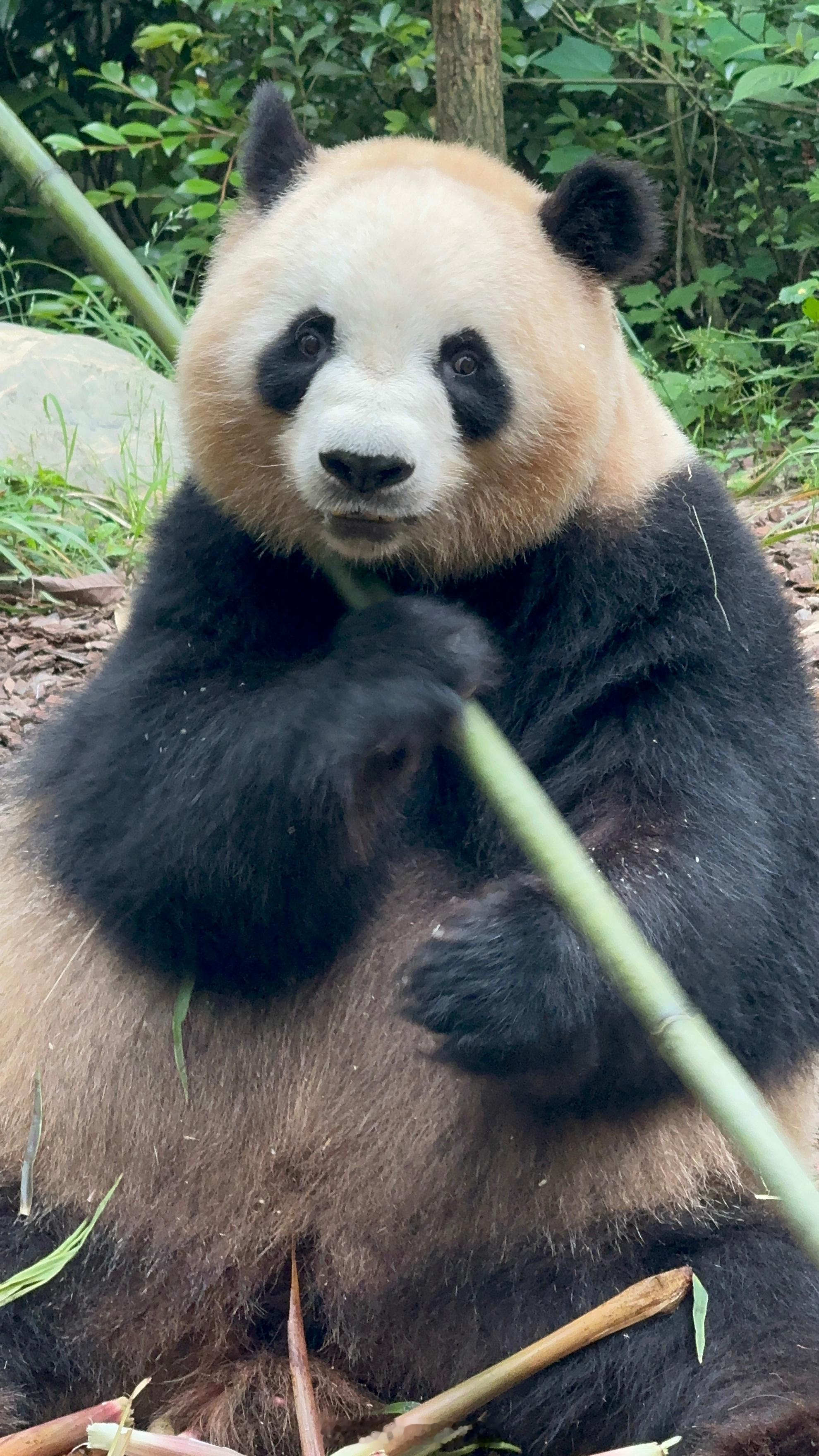 肉：29号是场硬战