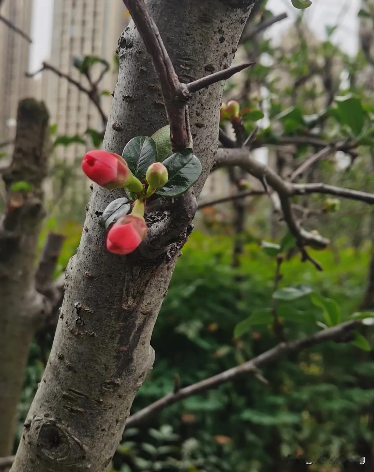 晒图笔记大赛春花满树，花苞簇簇，静待绽放之时。