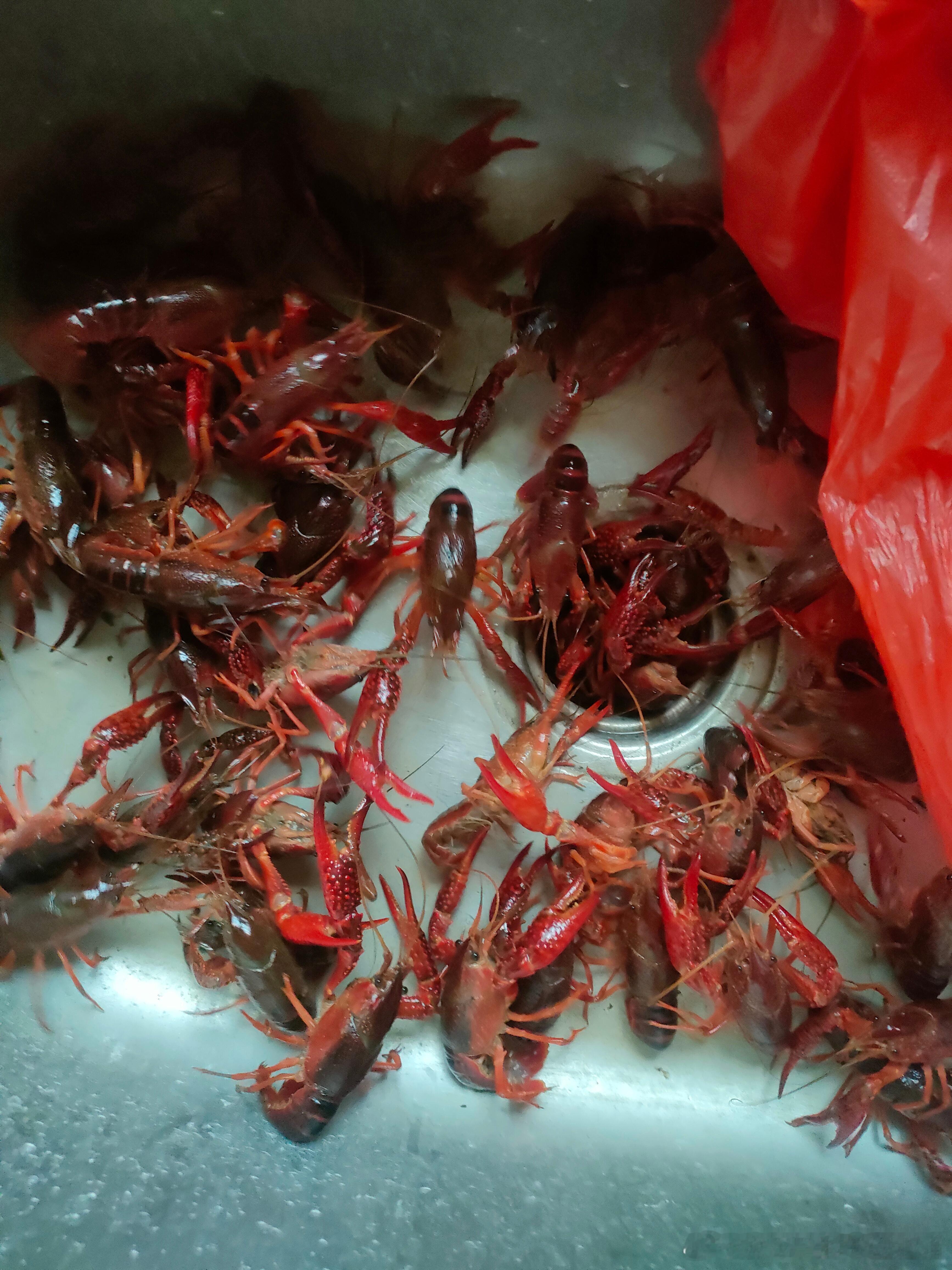 #今天芒种应该吃点啥##节气的硬核养生##国医的精诚力量##肥猫说食疗养生# “