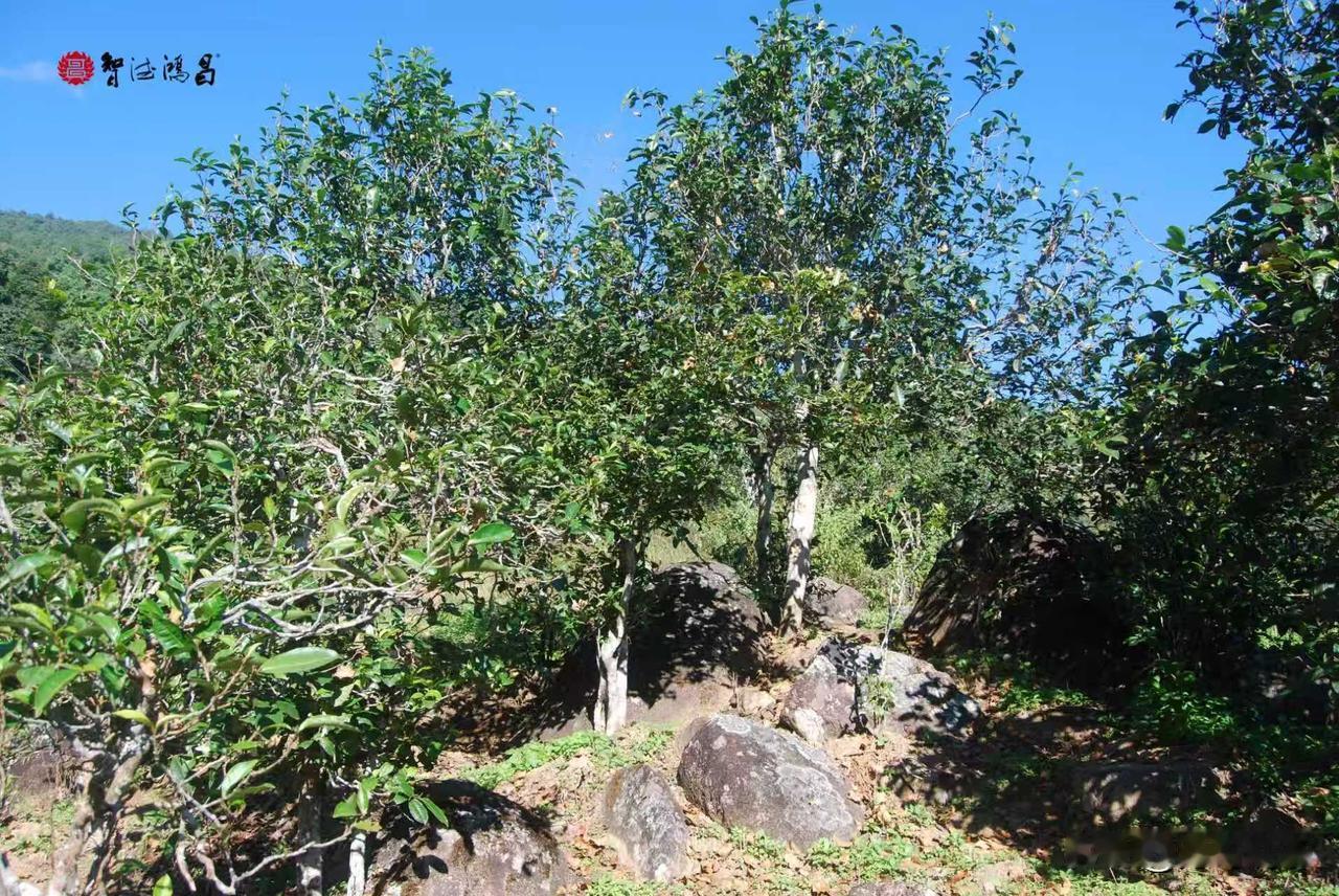 从喧嚣到沉寂:盘点那些曾经红极一时，如今却渐被遗忘的古树茶山头

在普洱茶的世界