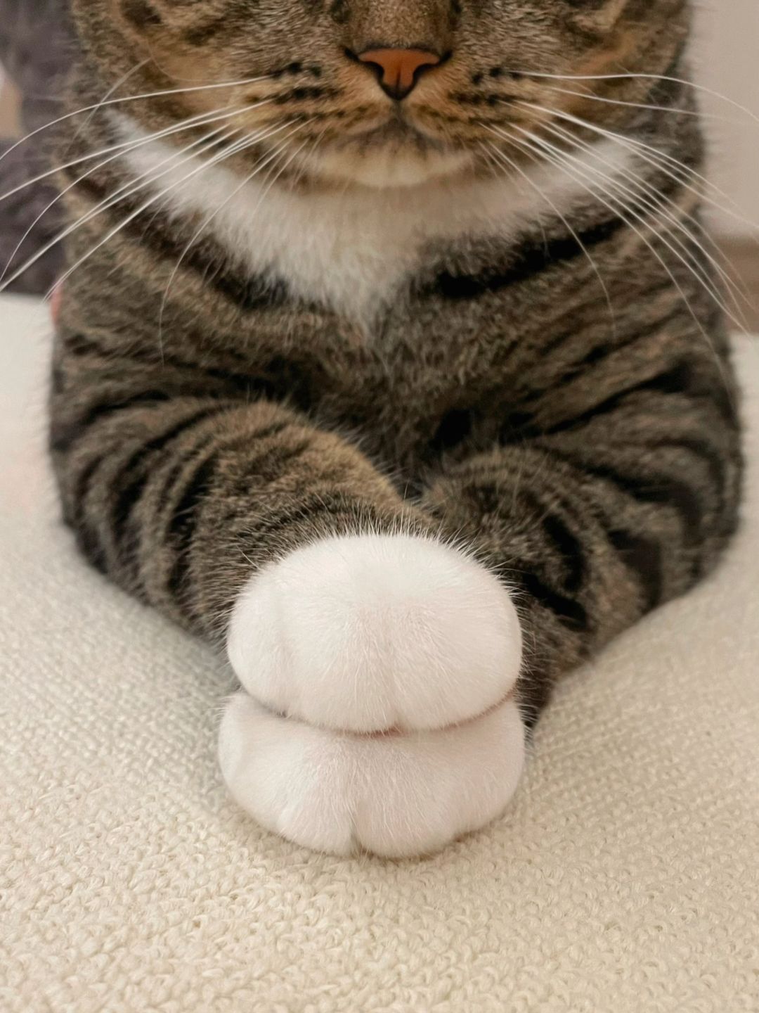 小猫你的jiojio为什么没有脚指头？！