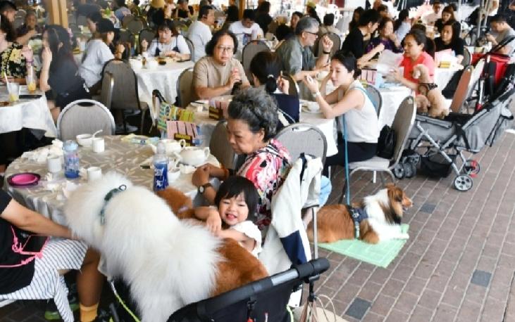 香港食环署将于今日（18日）开始接受食肆提交容许狗只进入的申请，预计在7月内开始