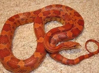 浙江宁波，一男子在自家养了70多条玉米蛇，用来展示和平台销售，但是这些蛇有很重的