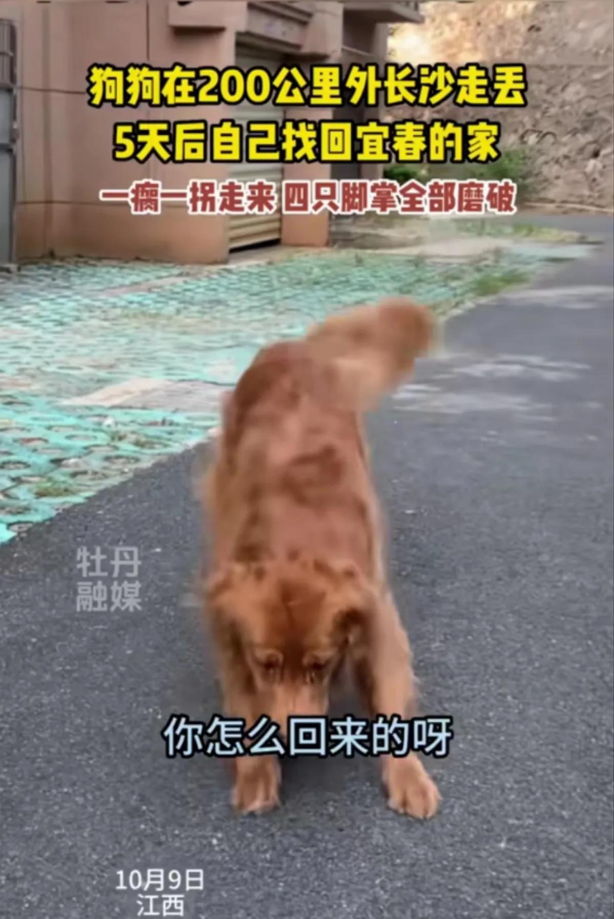 当这条大金毛一瘸一拐，满脸萎靡，疲惫不堪的回到宜春的家，男子简直不敢相信自己的眼