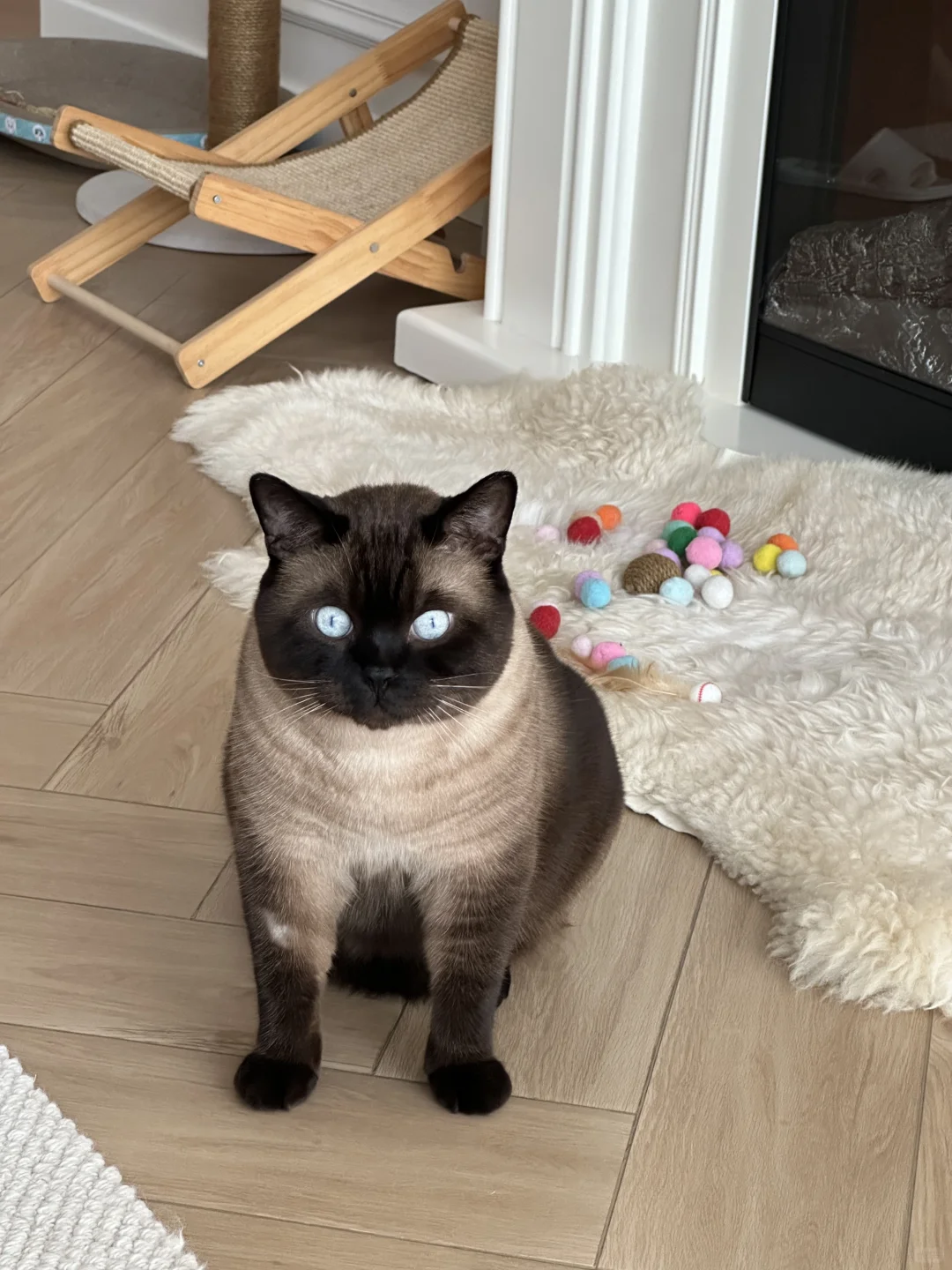 养猫人不配拥有一床完整的四件套