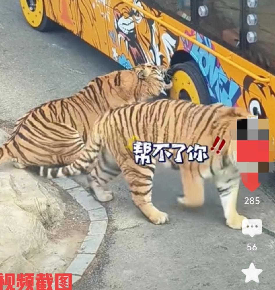 辽宁大连有家动物园的观光车在园内前行。

在经过东北虎园时，遇到有一只老虎上前对