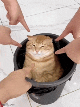 如何制服你那桀骜不驯的猫主子 ​​​