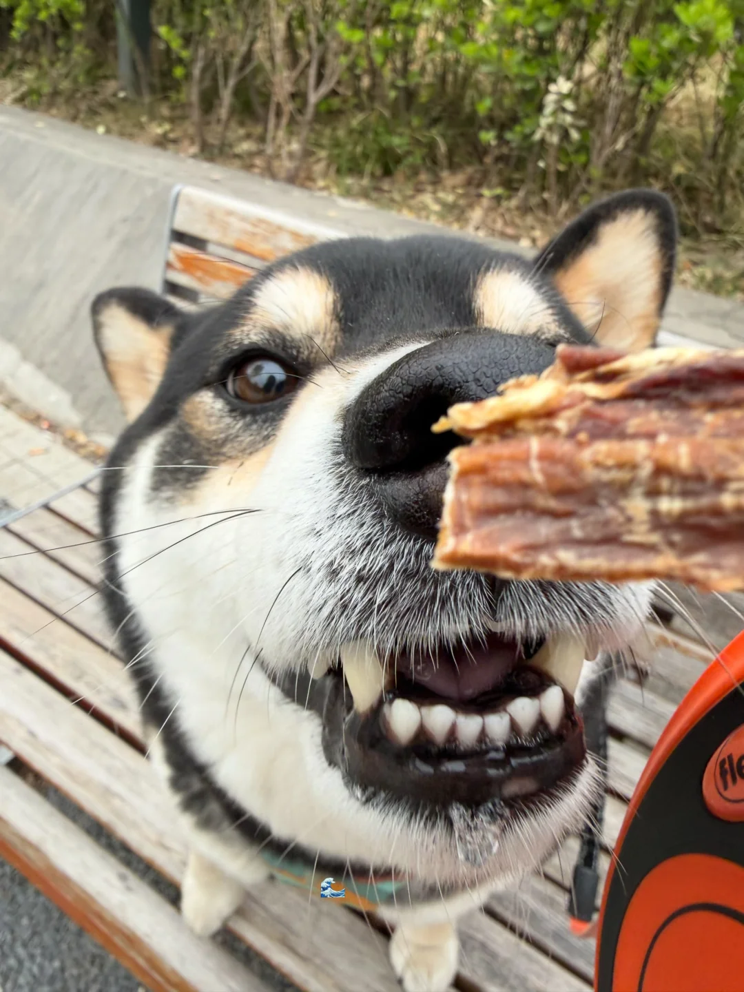 这种小狗就很好哄