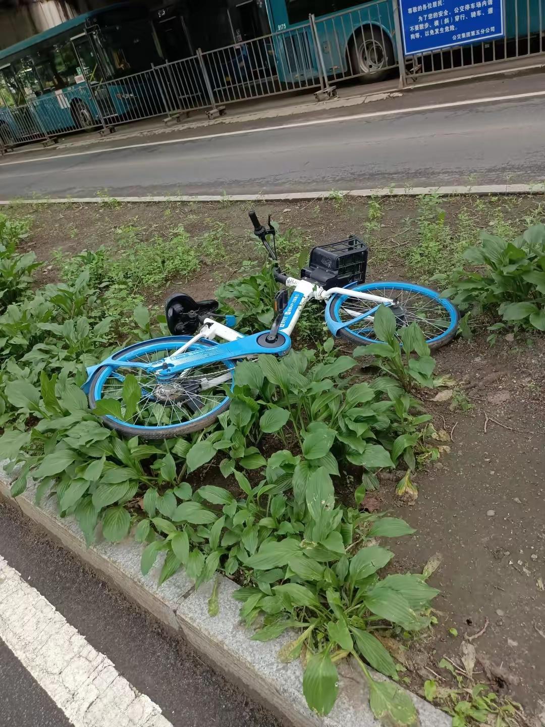 是谁推倒了城市共享单车？
昨夜无风无雨，但城市共享单车却倒了不少，这是谁干的呢？