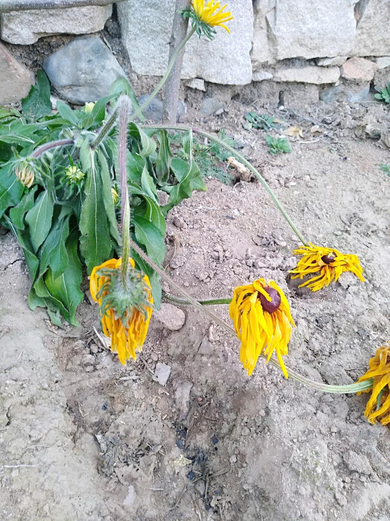 #各位高手,可有诗作否?#
用诗歌纪录生活：
败菊
叶萎花蔫身已衰，
力抗霜寒究