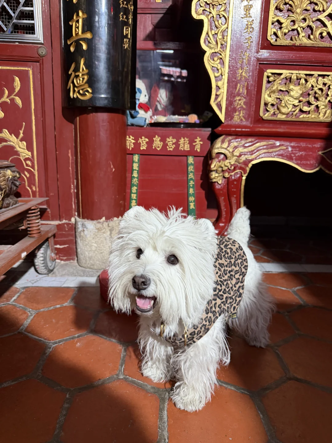 带大蒜小狗来泉州拜狗狗神了！
