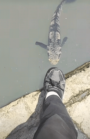 这是一条什么鱼？感觉如果上岸了就会咬人……小帅放假的时候去乡下钓鱼，忽然发现有一