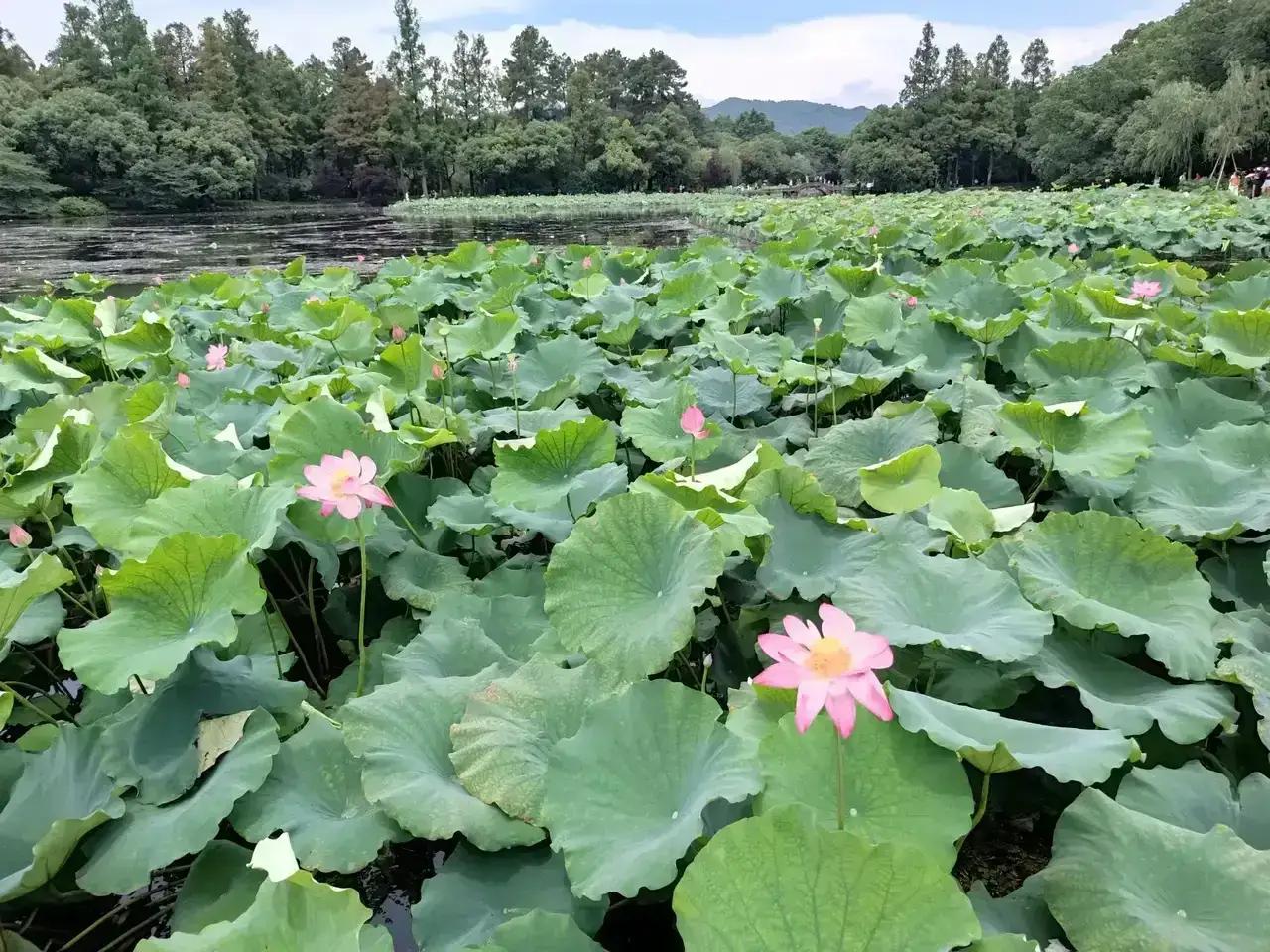 曲院风荷——杭州西湖十大景观之一。如今是荷花盛开的季节，“接天莲叶无穷碧，映日荷