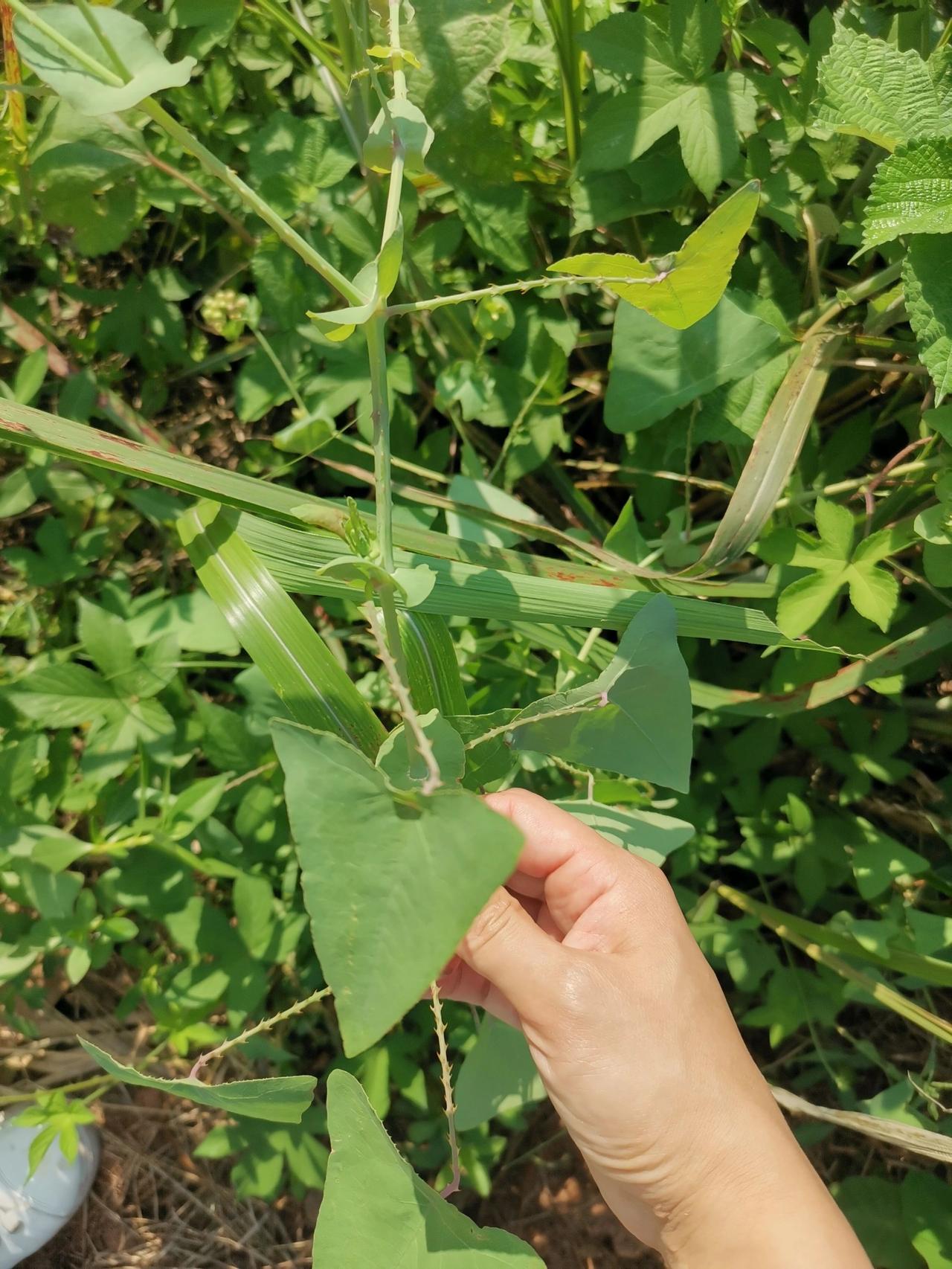传说中的杠板归来了，我们这边是用来端午节洗澡，然后有时候会放到嘴里吃吃，有点酸酸