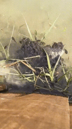 跨越种类的母爱让人动容。
蝌蚪妈妈被大蛇叨走了，看着小蝌蚪们的无助，鱼妈妈轻轻的