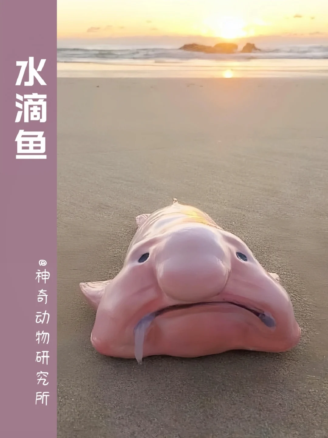 每天了解一种趣味动物👀水滴鱼