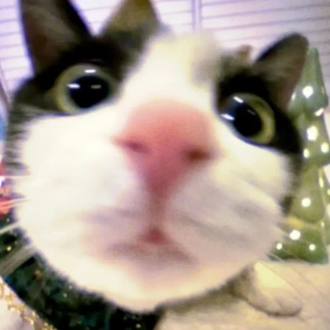 猫de🤳严浩翔这是我的西游2