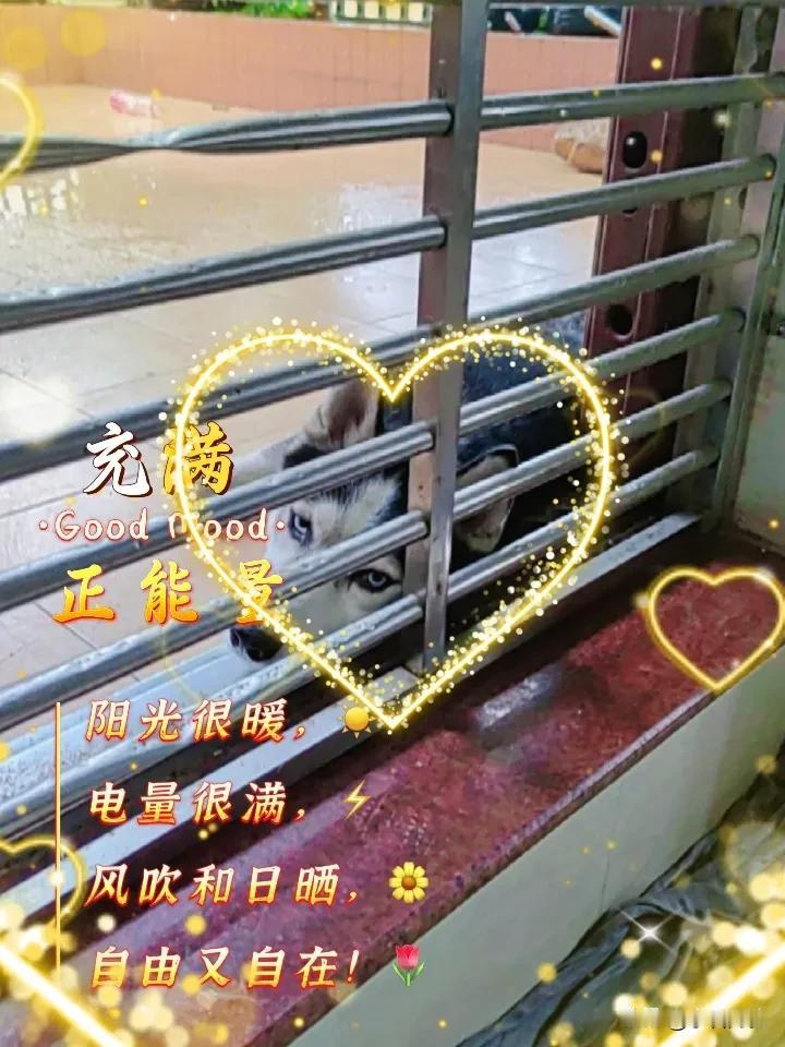 狗是养过最多的动物，从小，几乎家家户户都养有狗，狗经常在门前打架，有时是邻居家的