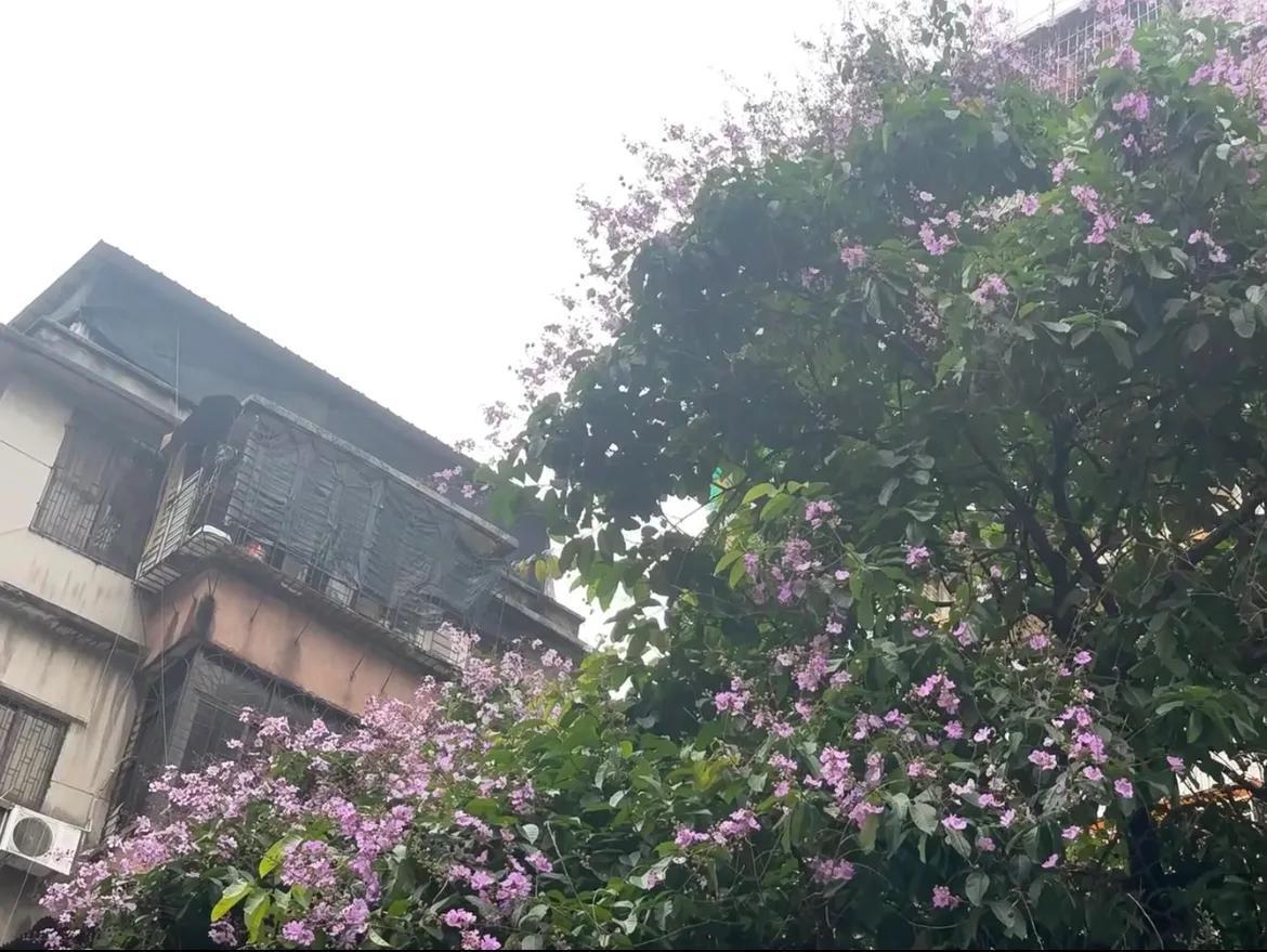 自从我挂了工牌退休，姐妹们就给我出了个主意，说是让我去照顾我们那两位八十多岁的老