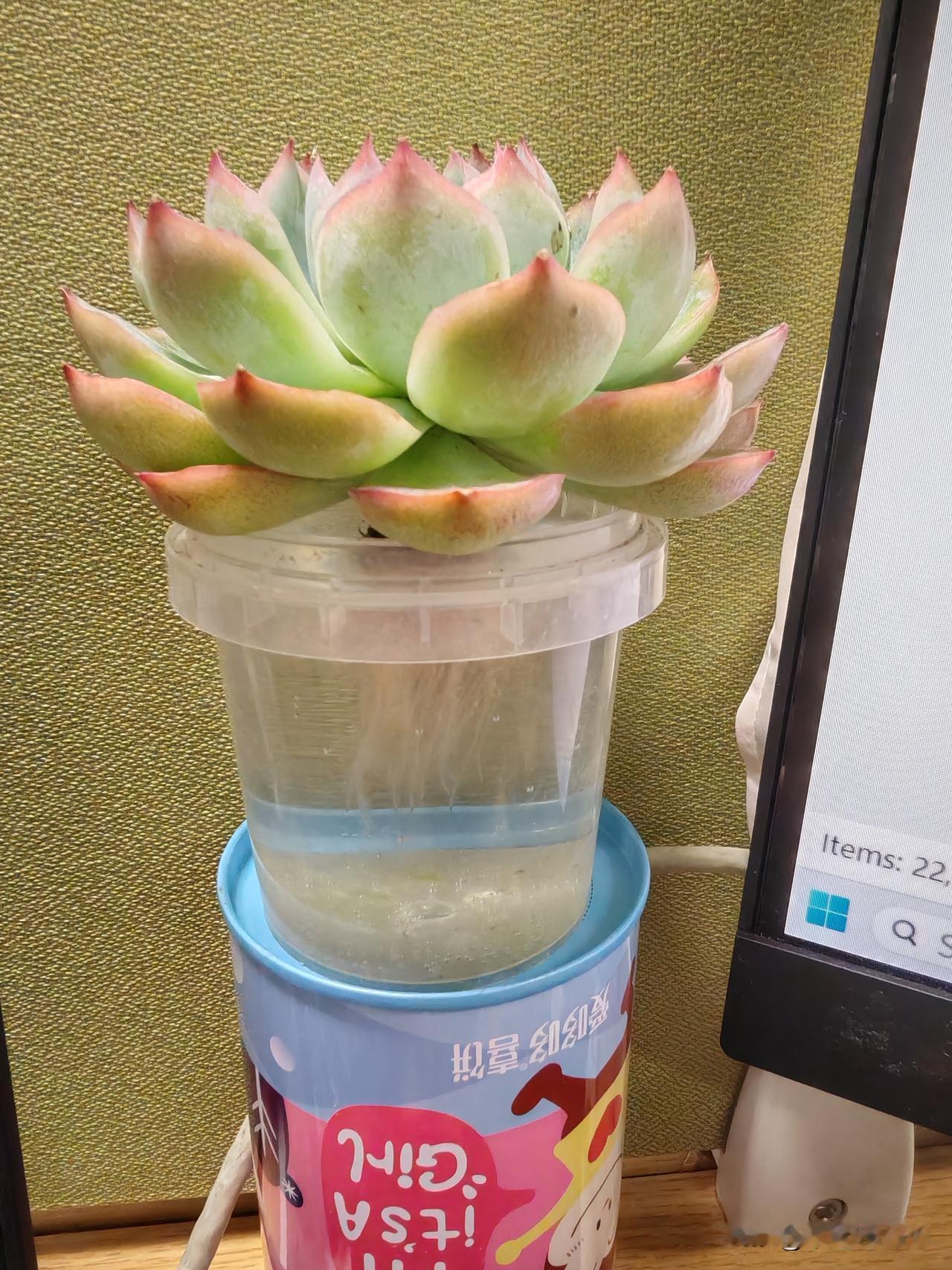 水培了一颗多肉，看起来像荷花，朋友买了太多种不下，送我的，还带着云南红。

在水