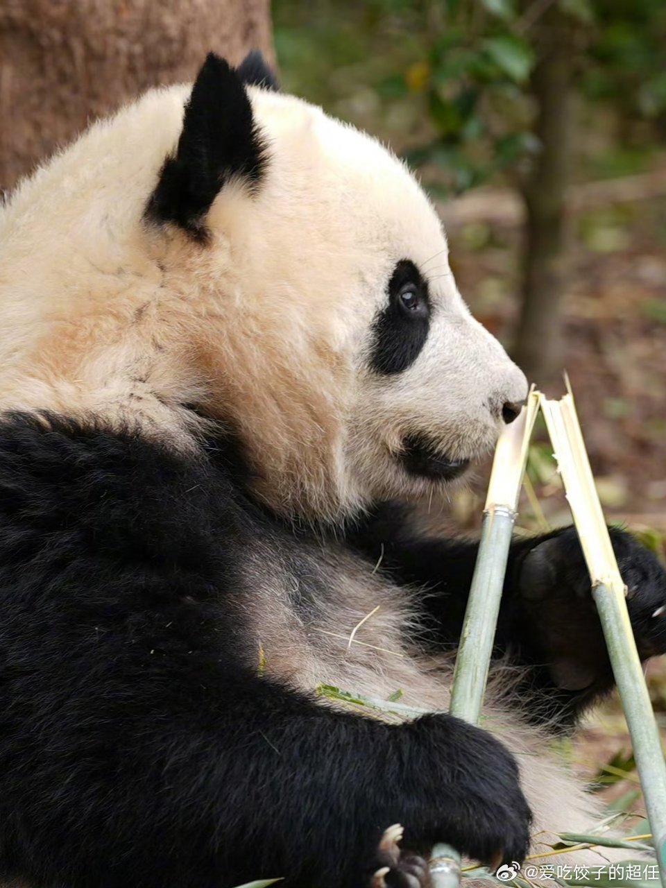 熊猫守护者 山河赠予它一身黑白皮毛，人间偏爱这份软糯天真。生于竹林，安于清风，三