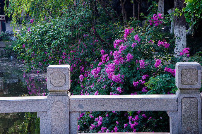 飞花令，主题“花”[鲜花]请在评论区写出含有“花”的诗句 ​​​