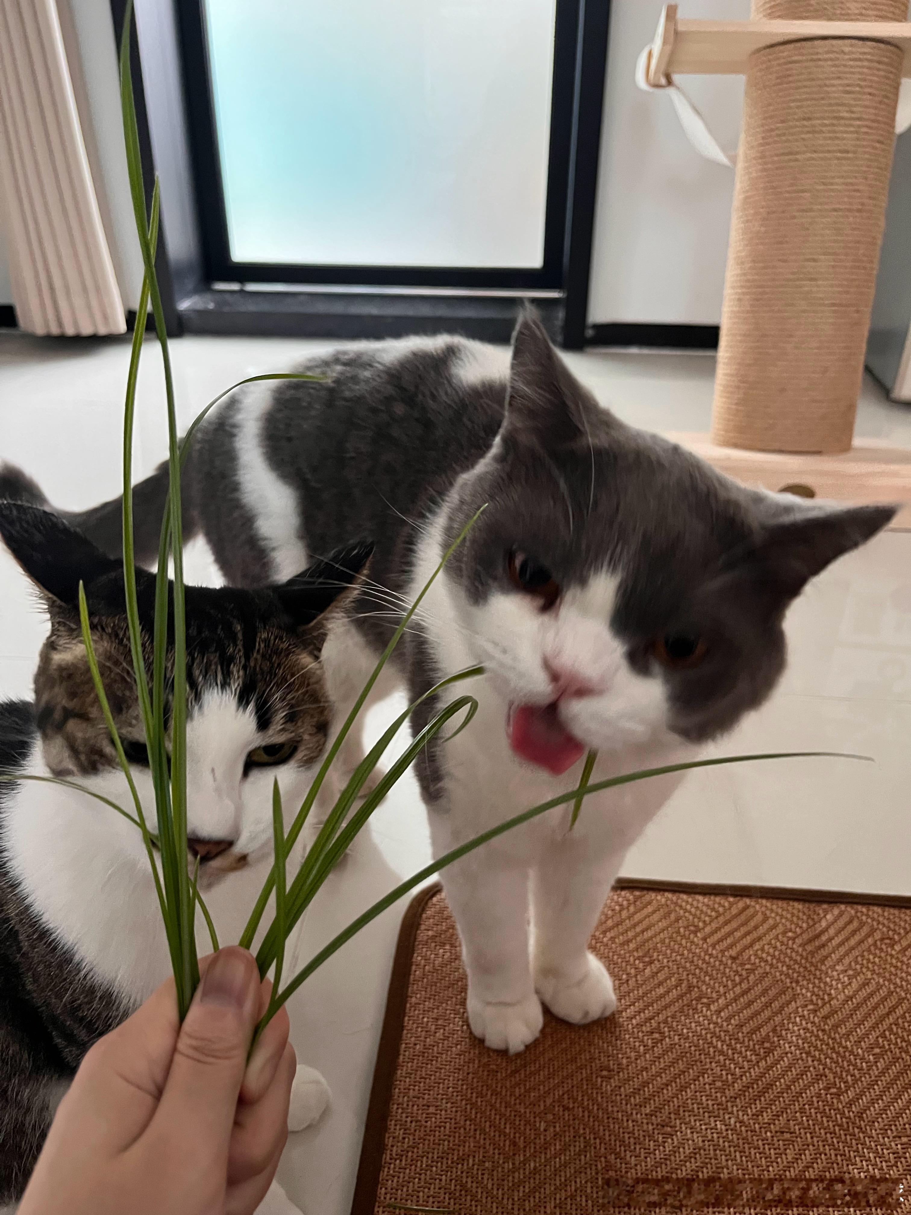 起床 喂猫 
