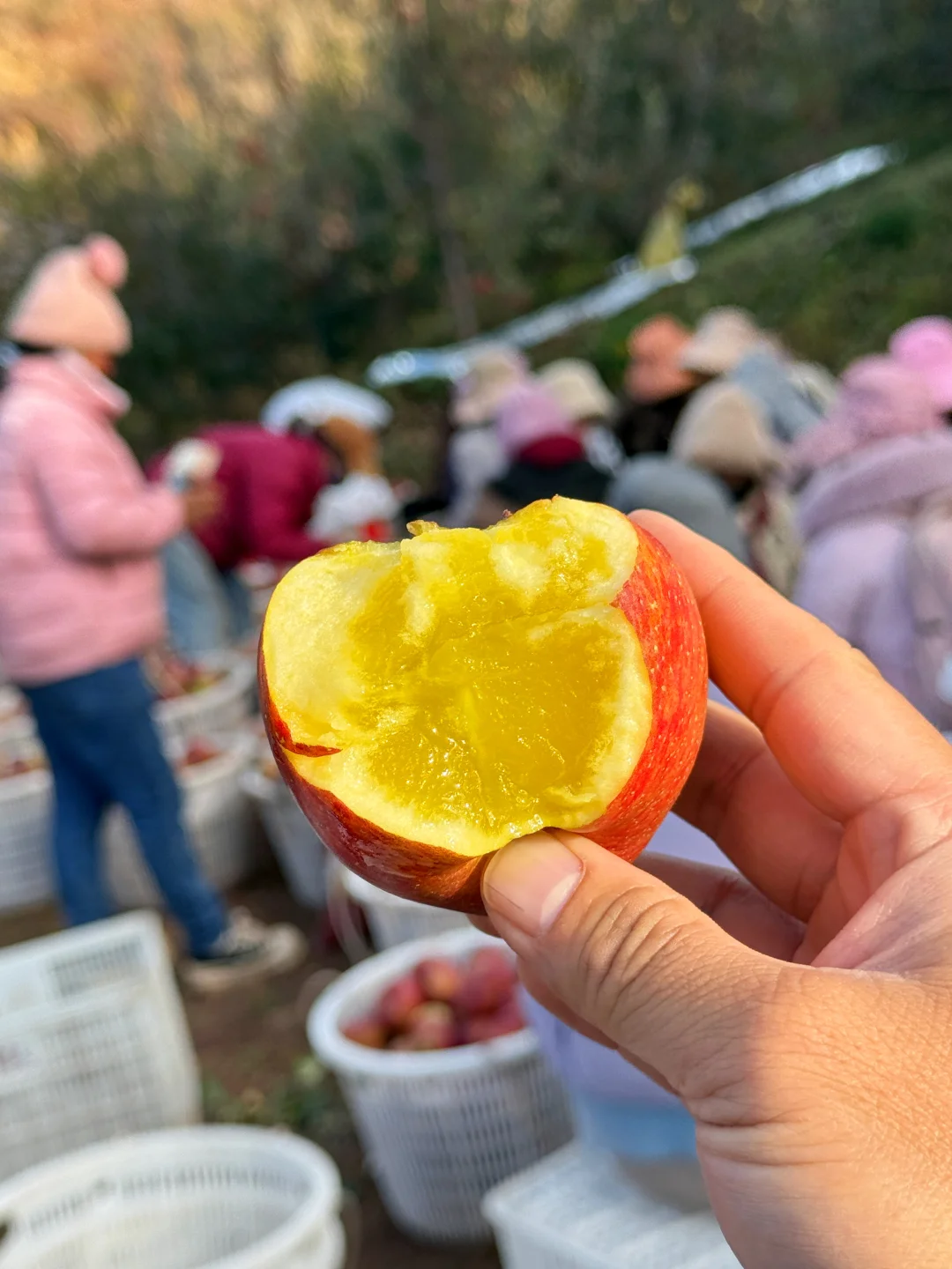 大果已经没有了，中小果还有少量，都是精品果